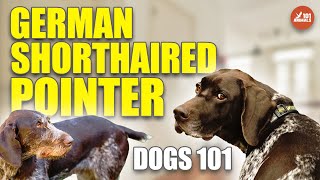 German SHORTHAIRED POINTER 101 🐶 Family Dog Breed by Animals101 2,617 views 1 year ago 2 minutes, 25 seconds