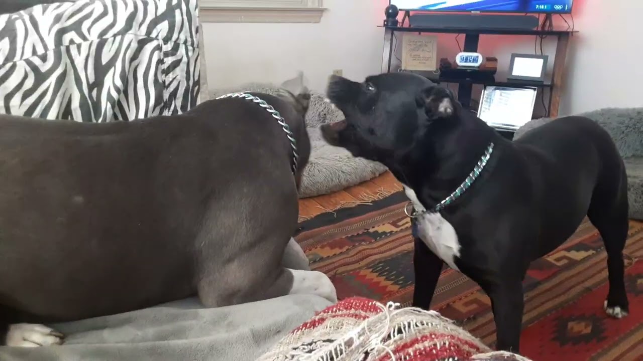 Saturday am , Gypsy n Raine ❤️❤️