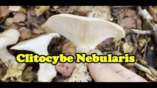 Fungo Clitocybe NEBULARIS - il MICELIO che scorre tra le foglie