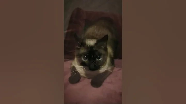 Watch the video about Adorable kitten cuteness attack 🐈💕 #cats #funny #adorable #cute #pets