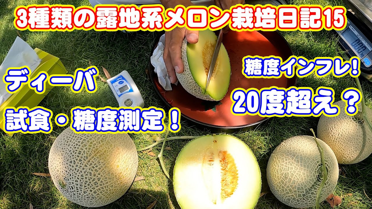Diary of 3 types of outdoor melon cultivation 15 Diva tasting