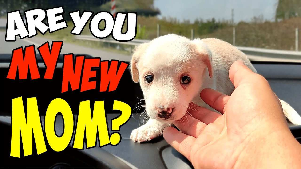 Small Puppy Changes Completely After Being Rescued