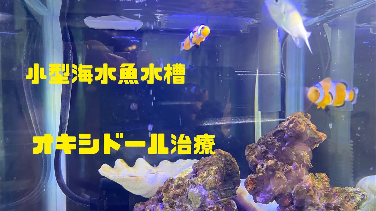 小型海水魚水槽日記 オキシドール治療 Youtube 小型海水魚水槽日記 オキシドール治療 Youtube