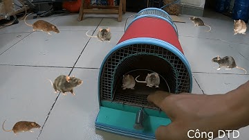 Reviews - Lồng Bẫy Chuột Thông Minh , Bắt Cả Bầy Chuột