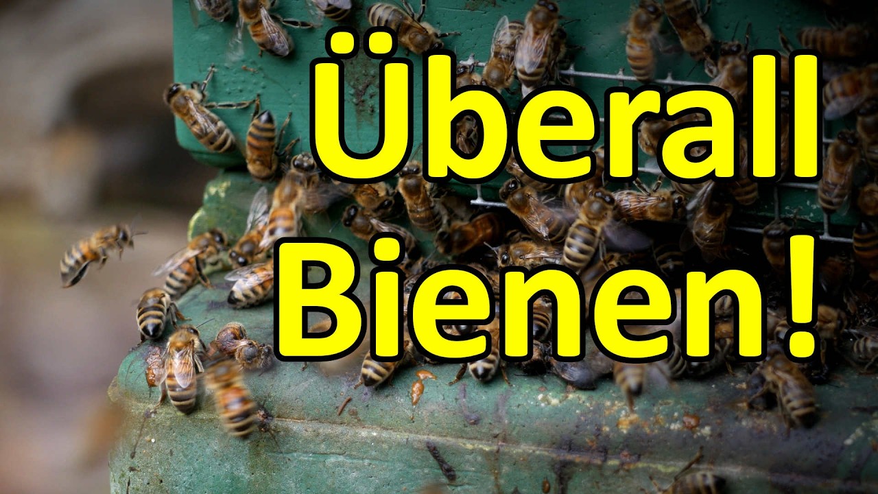 Hilfe! ;) Überall Bienen - Erster großer Reinigungsflug! #dunklebiene #varroaresistenz2033 #bienen