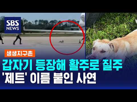 Sudden Appearance and Runway Dash... The Story Behind Naming Him 'Jet' / Global Village News / SB...