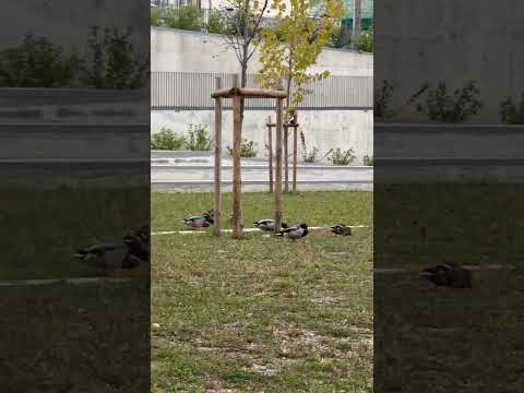 الوز كيتسارة في الجردة ههه