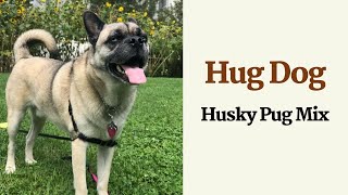 The Hug Dog A Husky Pug Mix | Hug dog breed