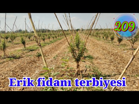 Video: Erik Dikimi (21 Fotoğraf): Fideler Nasıl Doğru Bir şekilde Ekilir? Bitki Ne Kadar Uzağa? Banliyölerde Açık Toprağa Dikmek Ne Zaman Daha Iyidir? Elma Ağacının Yanına Dikebilir Miyim