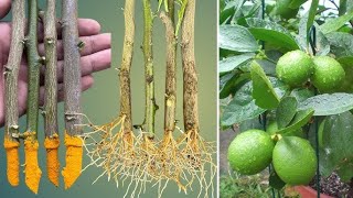 The technique of propagating lemon trees from branches using bananas stimulates rapid rooting