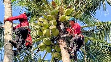 Cưa hai cây dừa siêu  trái, Nghiêng  vào  nhà  ,Cưa  cây  kỷ  thuật  cao  .