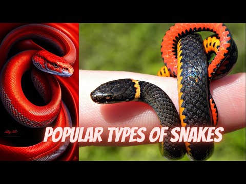 Most Popular Types of Snakes & Their Short Introduction | HD | Python