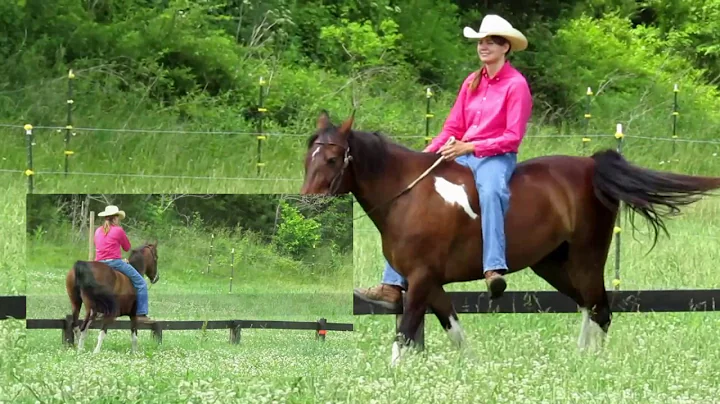 Rain - Spotted Saddle Horse - AVAILABLE