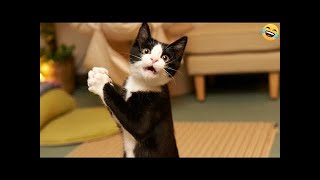 YOU LAUGH YOU LOSE🐈Best Funny Animals Video 2024💓🐶Part 21