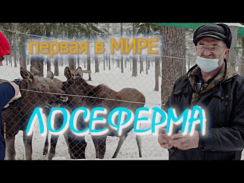 Первая  в мире лосеферма.Посёлок Якша.Загоны для лосей. Печоро-Илычский заповедник.Коми.