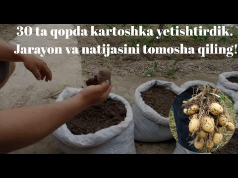 Video: Floribunda atirgul: tavsifi, ekish xususiyatlari va parvarishi