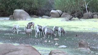 Desert Bighornsheep Mating...joshuatree...aug.2011