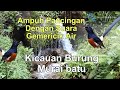 Ampuh Suara Gemericik Air Terjun Kecil Mengalir Dan Kicau Burung Murai Batu Utk Pancingan biar gacor