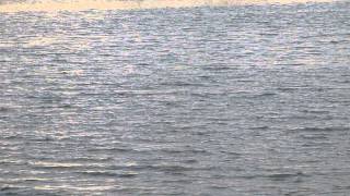 Fish jumping in Kowloon Bay 20-Mar-2015