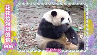 《花花给妈妈的信906》 又是政绩满满的一天啊～🤣#来这吸熊猫 #大熊猫和花 #大熊猫和花和叶 #熊猫花花#大熊猫