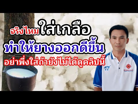 จริงไหมใส่เกลือแล้วยางออกดีขึ้น ห้ามใส่ถ้ายังไม่ได้ดูคลิปนี้