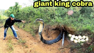 Top 1 Best Video Skill Catch Poisonous Snakes Of Professional Hunters