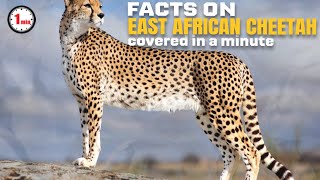 Meet The Fastest Land Animals In The World! | East African Cheetah in 1 Minute | AnimalSnapz by Animal Snapz 79 views 6 months ago 1 minute, 41 seconds