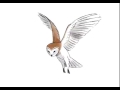 Owl flight animation cycle.