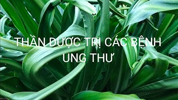 CÂY NGẢI TỔ. CÒN GỌI LÀ CÂY NGÃI XOẮN.TRI BỆNH UNG THƯ.RẤT TUYỆT VỜI.lH 0342283391.