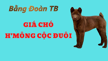 LÝ DO VỀ SỰ CHÊNH LỆCH GIÁ CHÓ H
