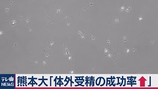 「精子を元気なまま回収」熊本大が体外受精の成功率を高める技術開発