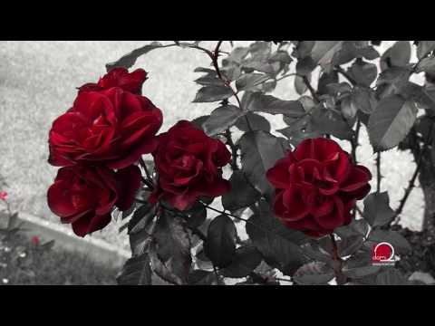 Video: Ružino drvo (standardna ruža): opis sorti, njega, fotografija