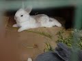Crecimiento de conejos bebes (DÍA a DÍA)🐰🐰🐇🐇❤❤