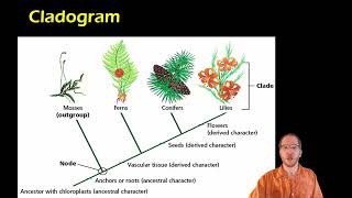 Biology:  Cladistics and Cladograms
