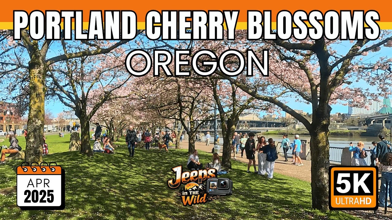 4K Walk Portland Cherry Blossoms  | Portland, Oregon | Tom McCall Park | Places to Visit in Oregon