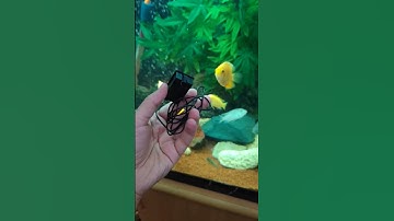 Installing a $2 Thermometer in My Aquarium #Aquarium #FishTank  #AquariumThermometer