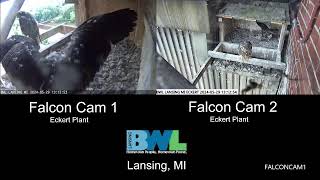 Lansing BWL Eckert Falcon Cam