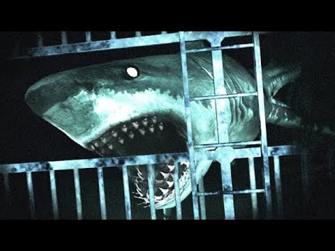 Пугающие Случаи с Акулами Заснятые Дайверами
