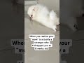 Wait… You’re NOT My Mom? 🐶 #pomeranian #puppy #pets #cutedog #cute #funny #pom #puppylove