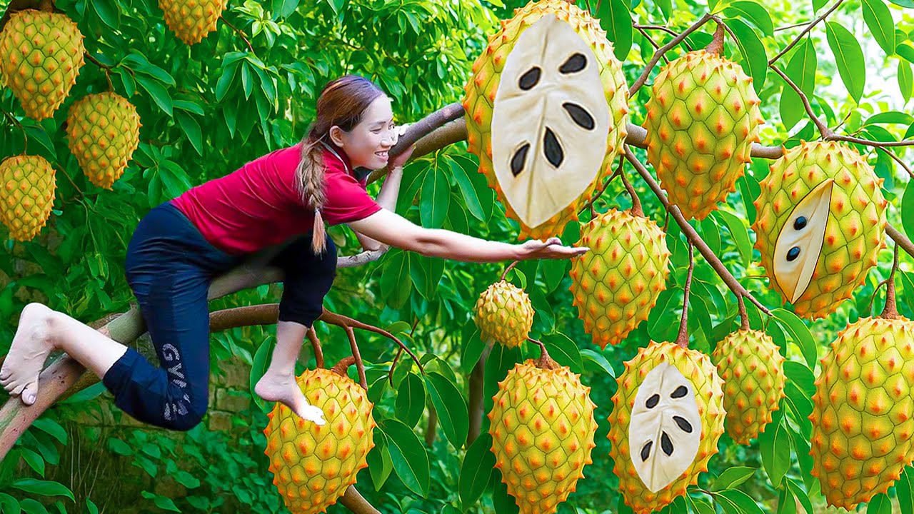 Harvesting Rare Tropical Hybrid Soursop, Make Soursop Tea - Favorite Drink Ancient Village