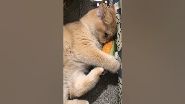 Video 10008581: kitten baby cat funnycats, cat kitten cute funnycats, baby little kitten cat, funnycats kitten love, cat little kitten funny, pretty little baby cat