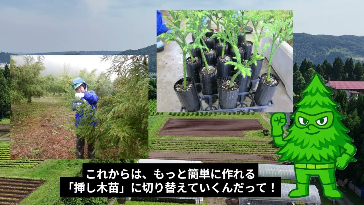 富山発！優良無花粉スギ「立山 森の輝き」 - YouTube