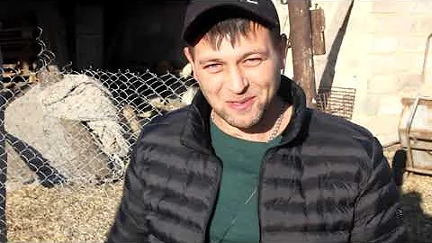 Продали романовского барана Яшку // Сколько весит взрослый баран