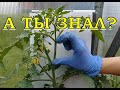 ТОМАТЫ: первые важные шаги на грядке🍅🍅🍅