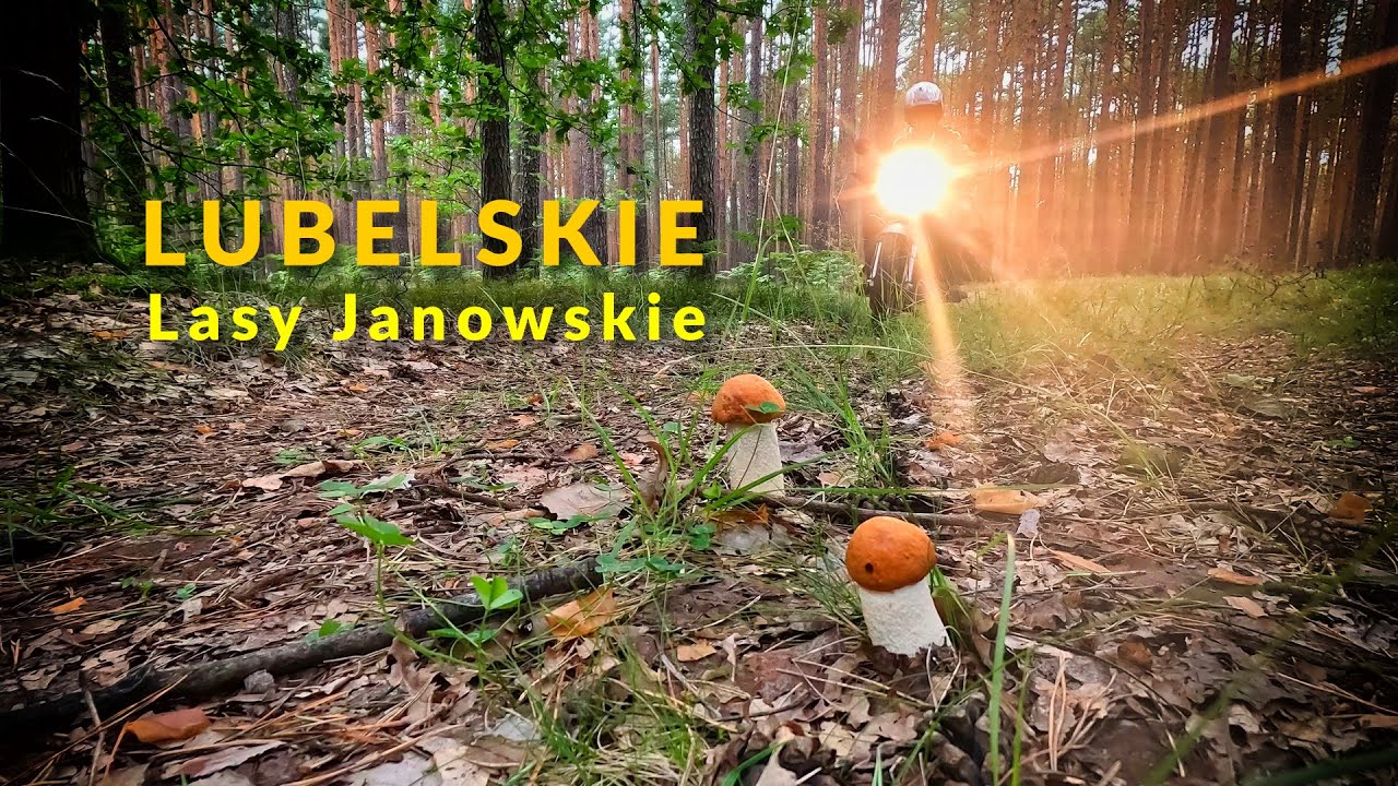Lubelskie, Lasy Janowskie, awaria w Przewodowie, noc w ciemnym lesie