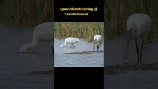 Spoonbill Birds Fishing in Lake #birds #shorts #ytshorts #fishingvideo #nature #hunting #india