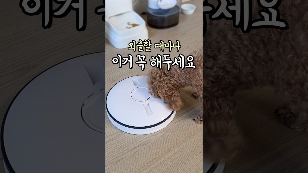혼자 두고 외출할 때 이거 꼭 해두세요 #강아지추천템 #강아지꿀템 #집사추천템 #강아지간식 #자동급식기