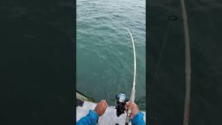 Old Baitrunner Oc Vs Mive Fish