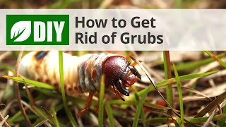 How to Get Rid of Grubs 