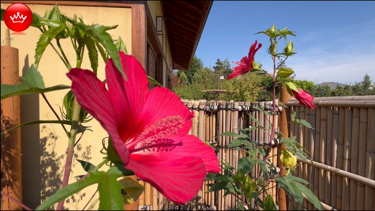 😀Парк Галицкого цветет необычный цветок в Японском саду.